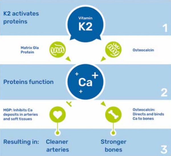 Unlocking the Benefits of Vitamin K2 Clearing Arterial Calcium and