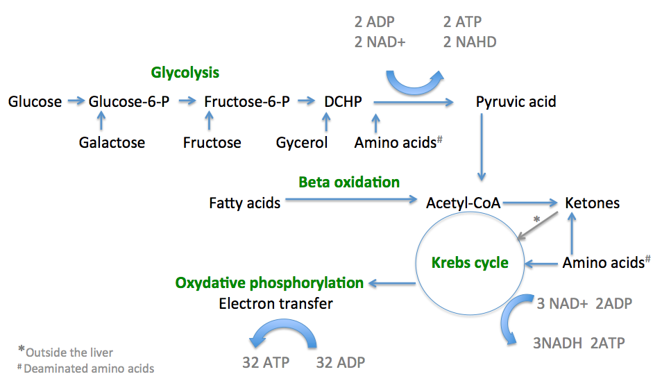 ketone production in the mitochondria
